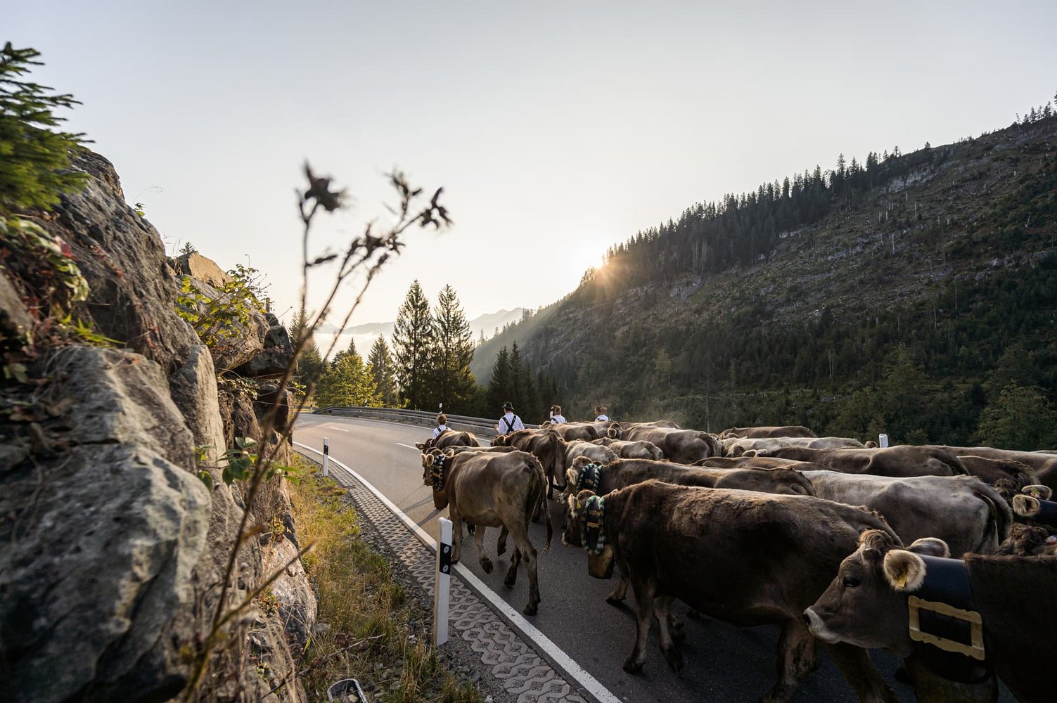 Bild des allgäuer Viehscheids