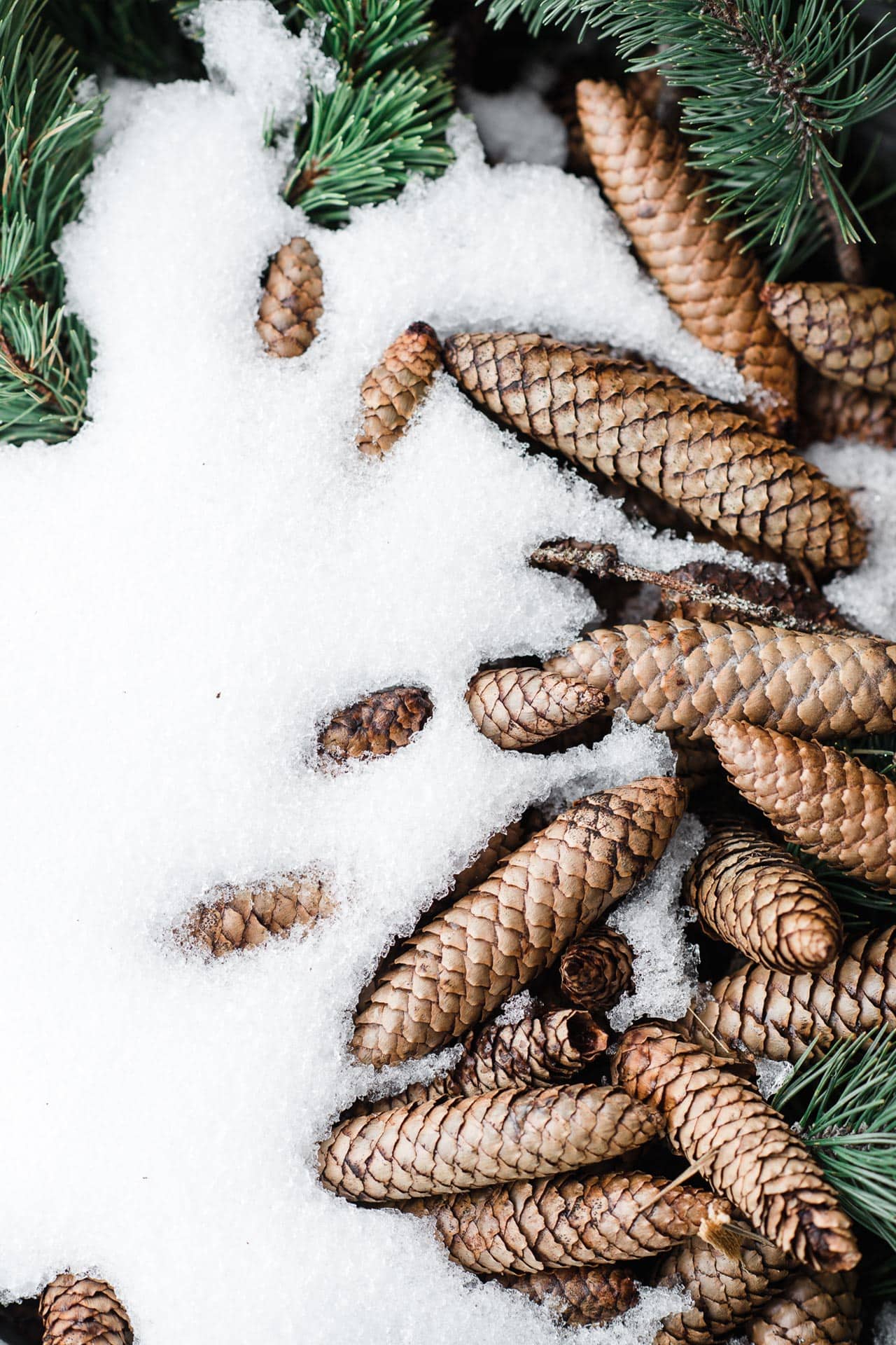 Detailaufnahme von Tannenzapfen im Schnee